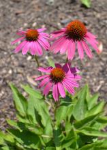 Three purple flowers bloom above a small plant.