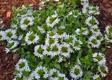 White blooms cover a small plant.