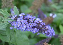 Tiny blue flowers bloom in a cluster.