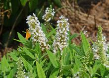 Tiny white flowers bloom in upright clusters.