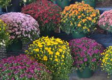 Potted plants are covered in various colored blooms.