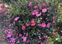 A bush has dozens of pink blooms.