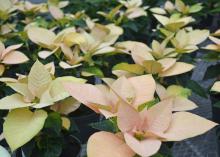 Poinsettias have yellow-colored leaves.