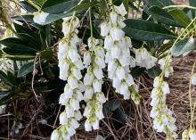 A shrub has clusters of bell-shaped blooms.