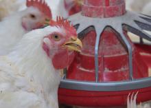 White chickens with red faces eat from a red feeder.