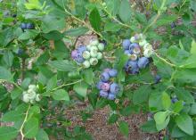 Clusters of blue and green blueberries grow on a bush.