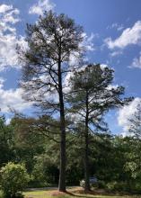 Mature loblolly pine tree in Mississippi with brownish-red needles due to brown spot needle blight.
