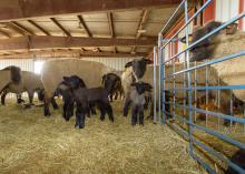 Sheep inside a barn standing on hay