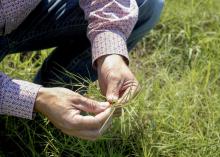 A person holds a clump of green grass while crouching in a grassy field.