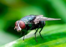 A fly has red eyes and a dark body.