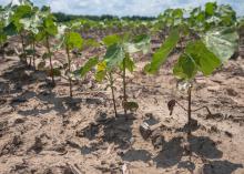 Part of a row of cotton plants in their infancy emerging from soil.