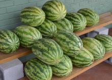 Watermelons sit on shelves outside a local market.