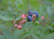 A closeup of blueberries on the bush.