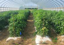 Plants grow in rows inside a greenhouse.