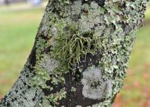 A tree branch is covered by three kinds of grayish-green patches.