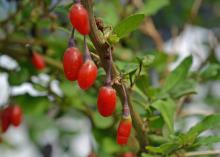 Oblong, red berries hang on a branch.