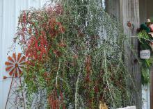 A small tree covered with red berries grows outside a building.