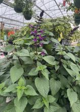 Spikes of purple flowers grow from a mounded plant.