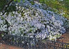 A bush covered in white blooms fills the area behind a decorative metal fence.