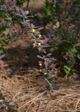 A single branch has dark leaves and small flowers.