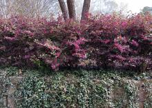 A row of bushes forms a screen with dark leaves.