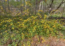 A shrub covered with yellow flowers grows in front of a fence.