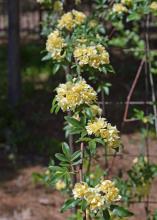 Yellow blooms line a slender, vertical stem.