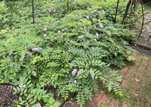 A green shrub has clusters of purple blooms.