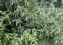 White spikes of blooms hang from a green shrub.