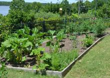 A wooden barrier marks off a vegetable garden.