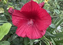 A single red bloom with a green background.