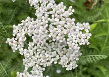 Small, lacy flowers bloom in a cluster.
