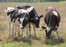 Increased milk production nationwide is driving down profits for Mississippi dairy farmers. (Photo by Kat Lawrence/MSU Extension Service)