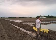 Mississippi State University graduate student Justin McCoy flushes rice at the Delta Research and Extension Center in Stoneville, Mississippi, in late April. A hard, dry crust in some fields had to be broken so rice could emerge.  (Photo by MSU Extension Service/Bobby Golden)