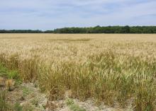 Mississippi’s growers harvested about 80,000 acres of wheat and averaged 58 bushels per acre in 2016. These amber waves of grain are in a Coahoma County, Mississippi, field on May 23, 2016. (Photo by MSU Extension Service/Kevin Hudson)