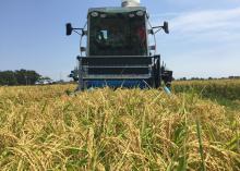 Mississippi State University field personnel begin the rice harvest on test plots at the Delta Research and Extension Center in Stoneville, Mississippi. (File photo by MSU Extension Service/Bobby Golden)