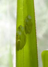 Frogs in Mississippi, such as these green tree frogs, typically can be found napping in shady, moist areas during the day to avoid drying out before an evening spent in search of mates. (File phot by MSU Ag Communications/Kat Lawrence)