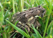 Contrary to popular belief, handling toads does not cause warts. (Photo courtesy of Evan O'Donnell)