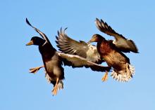 This is an image of two mallard ducks flying. Waterfowl can carry various strains of the avian influenza virus. Hunter can help prevent spreading the virus by following recommended precautions.