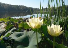 Pond weeds start growing early as soon as day length and water temperatures allow, so start a weed management program before they become a problem. (Photo by MSU Extension/Wes Neal)