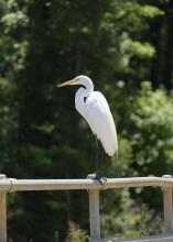 Great egrets, such as this one resting at the Sam D. Hamilton Noxubee National Wildlife Refuge in 2015, are not uncommon sights in Mississippi’s state parks. The refuge is located in Noxubee, Oktibbeha and Winston counties. (File photo by MSU Extension Service/Kevin Hudson)