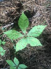 Virginia creeper is often mistaken for the three-leaved poison ivy, but there is no need to fear these vines with five leaves. (Photo by MSU Extension Service/Evan O’Donnell)