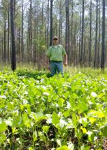 Warm-season, annual plots of cowpeas can produce almost three times as much forage as perennial plots during mid- to late summer. (Submitted photo)