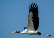 Wood storks stand out in the sky with their long wingspans, black-and-white color patterns and slow wing beats. (Photo by Bill Stripling).  