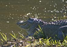 Alligators are protected by Mississippi law, so consult wildlife officials for guidance in removing these unwanted visitors from ponds and lakes. (File photo by MSU Extension Service/Kat Lawrence)