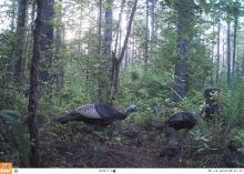 Game cameras can capture images of some of the most elusive wildlife and their babies. (Photo by MSU Extension Service/Jacob Dykes)