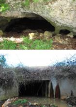 In areas without many naturally occurring caves, certain species of bats roost and hibernate under bridges and in large concrete culverts. The resemblance between the Florida cave, top, and the Mississippi culvert, bottom, is evident. (Photos courtesy of Jeff Gore and Evan O’Donnell.)
