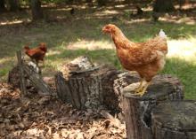 Poultry raised in backyard flocks, such as this Oktibbeha County chicken on July 25, 2015, will be just as vulnerable as commercial flocks to highly pathogenic avian influenza, also known as bird flu, later this year when migratory waterfowl return from nesting grounds in infected states. (Photo by MSU Ag Communications/Kat Lawrence)