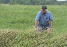 Cogongrass is a hardy, fast-growing invasive weed that is spreading across the Southeast. Mississippi State University Extension Service weed scientist John Byrd said it has no value as forage and displaces native ecosystems. (Photo by MSU Ag Communications/Kevin Hudson)