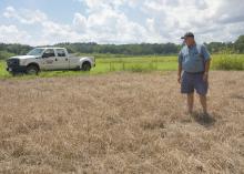 Although it is hard to defeat, cogongrass can be battled with chemical control or with tillage and the reestablishment of a desirable cover crop. Mississippi State University Extension Service weed scientist John Byrd examines an area of dead cogongrass. (Photo by MSU Ag Communications/Kevin Hudson)